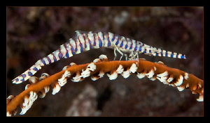 Sawblade shrimp by Charles Wright 